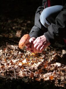 Champignons