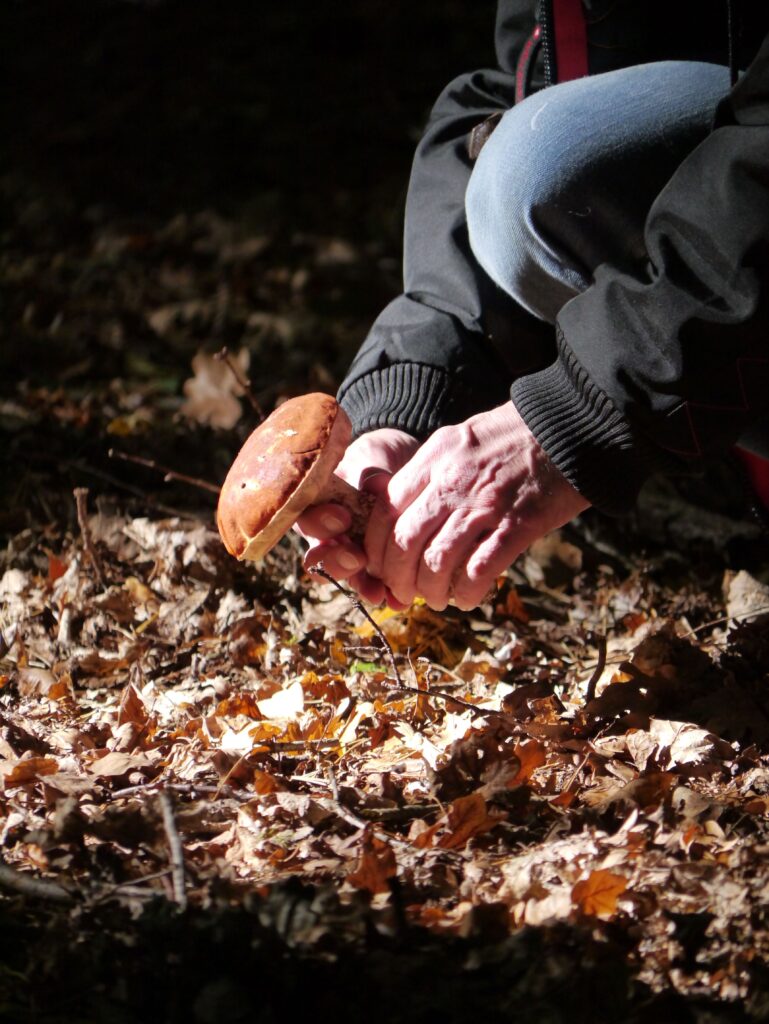 Champignons